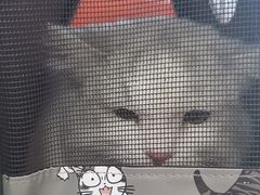 -纳吉亚猫专科动物医院博雅分院