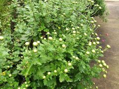 -江西阳明山国家森林公园