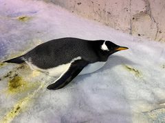 -芜湖新华联大白鲸海洋公园