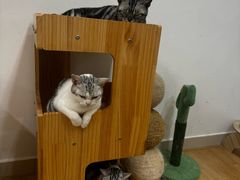 -有喵·猫咖·狗咖·40+猫狗有小奶狗(岗厦店)