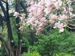 -趵突泉景区