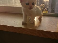 -Heymao猫咖.咖啡厅(东门店)