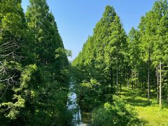 -黄海国家森林公园