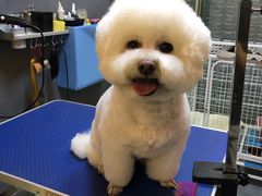 -我爱吾宠宠物美容院(朝阳路店)