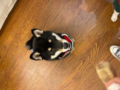 -豆柴町-柴犬主题狗咖(红鼎国际C座店)