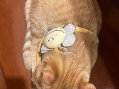 -蝎王府羊蝎子(八里庄店)