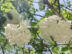 -济南植物园