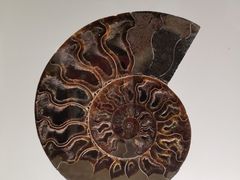 -青岛贝壳博物馆