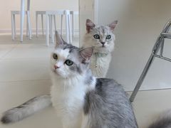 -怪兽屋·羊驼·猫咖·狗咖(俊华广场店)