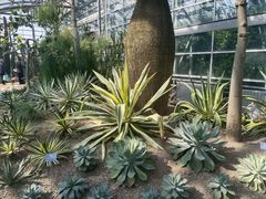 -南山植物园