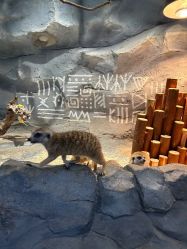 -Zoolung Zoolung动物主题公园(海信广场店)