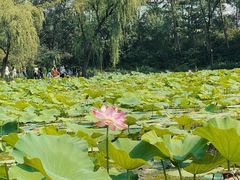 -承德避暑山庄景区