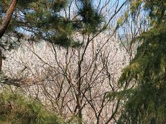 -北京十三陵国家森林公园蟒山景区