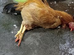 -黄家菜园农庄