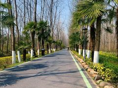 -合肥滨湖国家森林公园