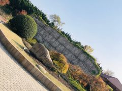 -嘉定紫藤园