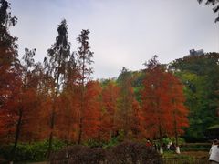 -重庆彩云湖湿地公园