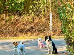 -上海海湾国家森林公园