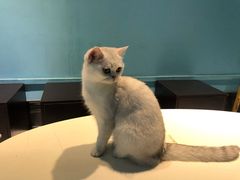 -猫色咖啡·猫咖