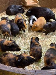 -Zoolung Zoolung动物主题公园(海信广场店)