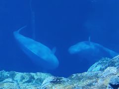 -珠海长隆海洋王国