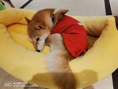-逗柴咖啡屋·狗咖猫咖宠物桌游
