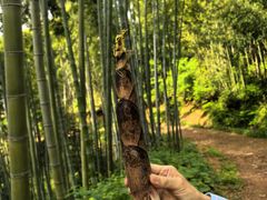 -东天目山风景区