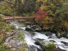 -望天鹅景区