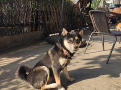 -柴犬高等学院·狗咖·柴犬售卖·宠物训练