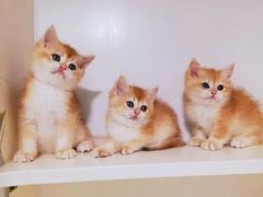 -十年猫舍·猫咪专门店(普陀店)