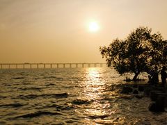 -宝安西湾红树林湿地公园