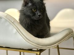 -飞行喵MR PILOT|猫舍·猫咖(静安大融城店)