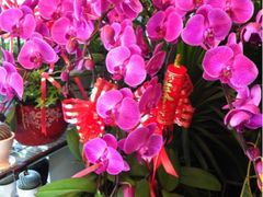 -静岸花卉园艺(三星坊店)