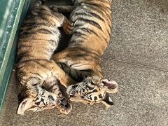 -秦皇岛野生动物园
