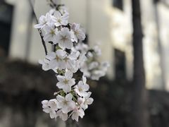 -鸡鸣赐茶(鸡鸣寺路店)