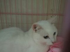 -瑞鹏宠物医院·骨科·猫科·内科(第一中心)