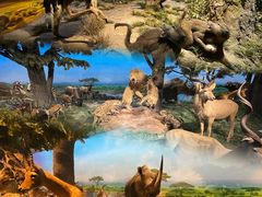 -国家自然博物馆