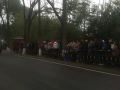 景点-成都大熊猫繁育研究基地