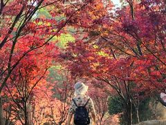 -广州市帽峰山景区