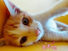 -柏萃动物医院·骨科·牙科