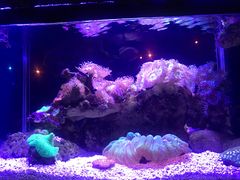 -悉尼海洋生物水族馆