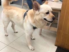 -爱侣宠医·鹦鹉专科·小型哺乳类·异宠专科(灵石路店)