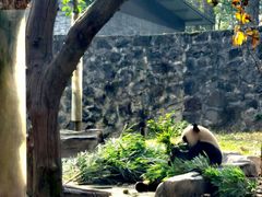 -都江堰中华大熊猫苑