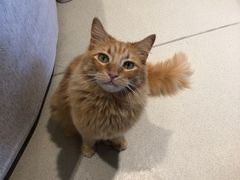 -藏猫猫咖啡主题馆(中央大道店)