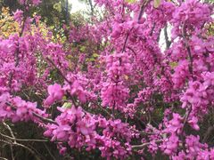 -南汇桃花村
