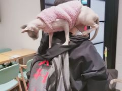 -猫色咖啡·猫咖