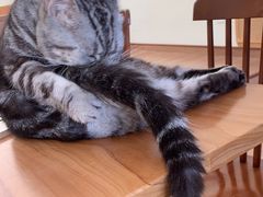 -有猫主题·治愈系猫咖(曾厝垵店)