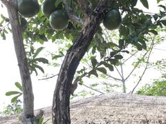 -海南槟榔谷黎苗文化旅游区