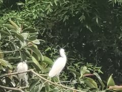 -长洲岛