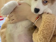 -翊宠yipet猫狗购宠庄园犬舍•猫舍